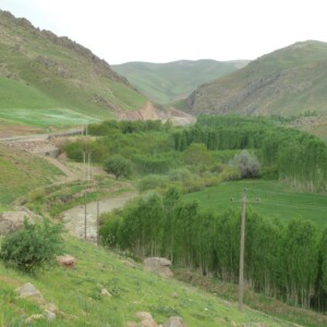 An den Flußläufen werden Pappeln kuliviert...