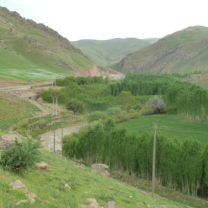 An den Flußläufen werden Pappeln kuliviert...